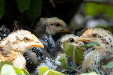 Chick Close Up with Selective Focus Stock Photos
