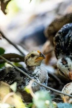 Chick Close Up with Selective Focus. Small Chicken Looking Curious in Sunligh Stock Photos