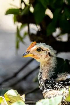 Chick Close Up with Selective Focus. Tiny Chick Exploring the Wild Garden Stock Photos
