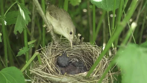 Chick of common cuckoo bird in the nest of marsh warbler, Cuculus canorus Stock-Footage 277459355