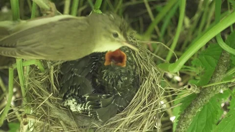 Chick of common cuckoo bird in the nest of marsh warbler, Cuculus canorus Stock-Footage 277891060