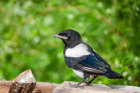 A chick of the common magpie during the first flight. Stock Photos
