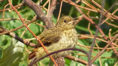 The chick of the common Redstart cleans feathers and gives a voice Video stock 118803294