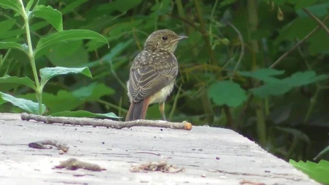 The chick of the common Redstart Video stock 118803327
