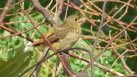 The chick of the common Redstart Phoenicurus Phoenicurus cleans feathers Video stock 118803272