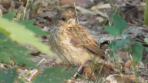 The chick of the common Redstart Phoenicurus phoenicurus on the ground Stock-Footage 118803277