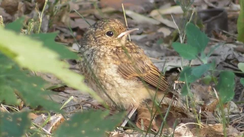Chick of the common Redstart Phoenicurus phoenicurus close up Video stock 118803284