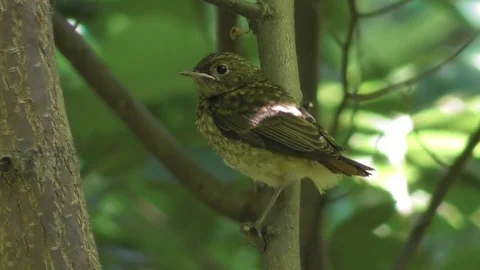 The chick of the common Redstart Phoenicurus phoenicurus on a tree branch Video stock 118803296