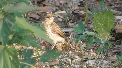 The chick of the common Redstart Phoenicurus phoenicurus Video stock 118803301