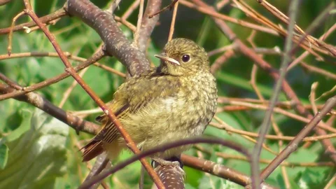 The chick of the common Redstart sits on a branch and gives a voice Video stock 118803326