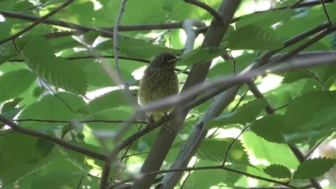 A chick of the common Redstart on a tree branch calls its parents Video stock 118803246