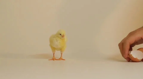 Chick on a cream background with egg Stock Footage 39568129