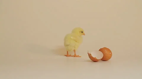 Chick on a cream background with egg Stock Footage 39568756