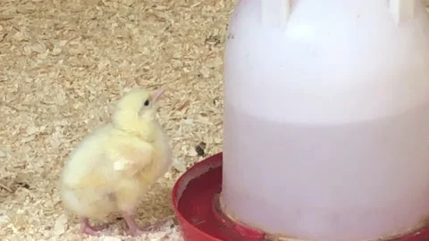 CHICK DRINKING Stock Footage 135018467