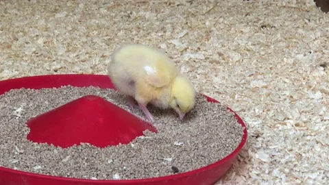 CHICK EATING Stock Footage 135018487