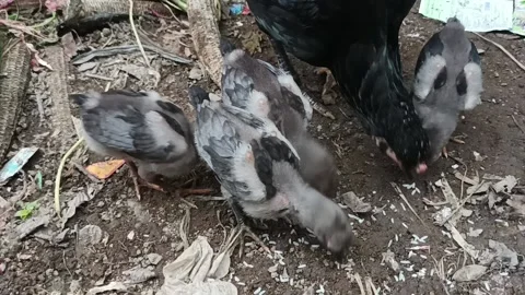 The chick is eating Stock Footage 235533494