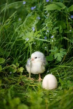 Chick with egg in easter Stock Photos
