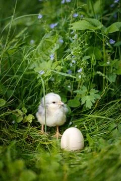 Chick with egg in easter Stock Photos
