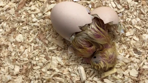 Chick in Egg Stock Footage 98242138