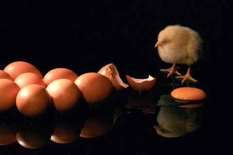 A chick with eggs Stock Photos