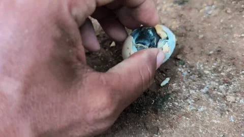 Chick in an eggshell 库存影片 329492329