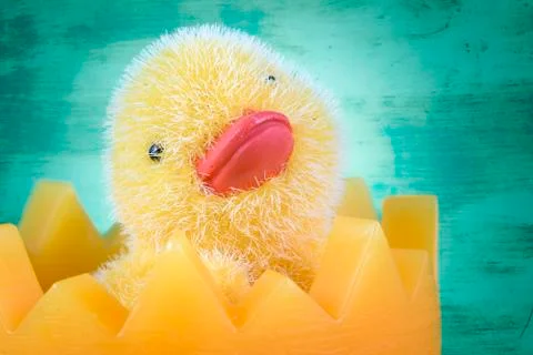 Chick in eggshell Stock Photos