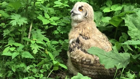 Chick of Eurasian eagle-owl in a green grass (Bubo bubo) Stock Footage 282696233
