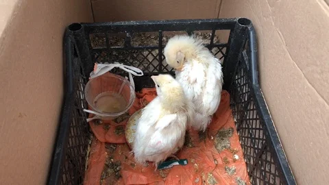 Chick. Stock Footage 91448775