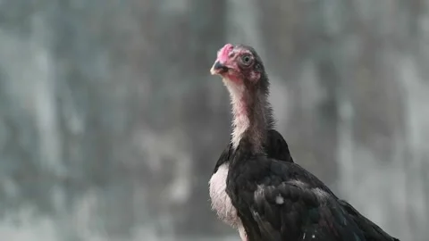 A chick Stock Footage 184116528