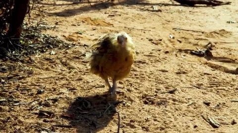 Chick 動画素材 196206305