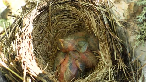 Chick Stock Footage 197048090