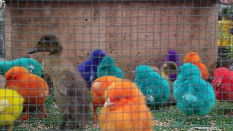 Chick Video stock 324626768