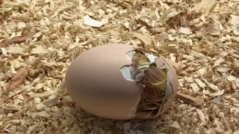 Chick Getting Hatched Stock Footage 98241166