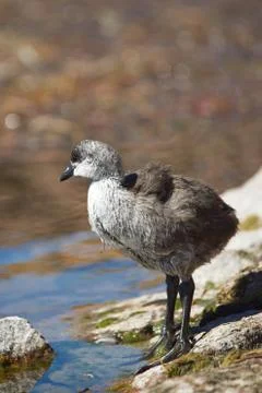 Chick of Giant Coot Stock Photos