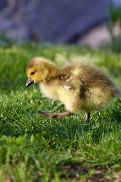 The chick is going its way Stock Photos