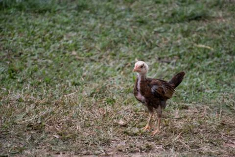 Chick on the grass field with copy space Stock Photos