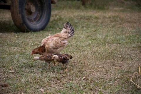 Chick on the grass field with copy space Stock Photos