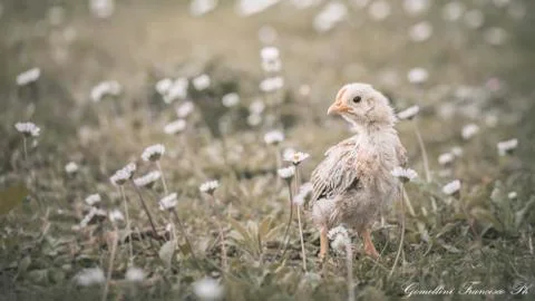 The chick in the grass Foto stock