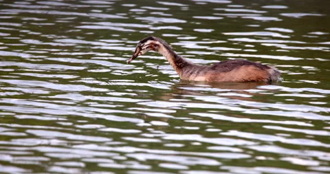Chick of Great Crested Grebe bird waterfowl  swimming calm on water Stock Footage 155064540