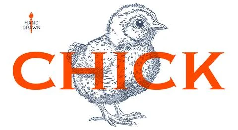 Chick. Hand drawn. Chicken chick イラスト素材