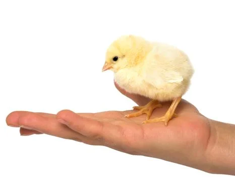 Chick in hand Stock Photos