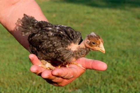 Chick in hand Stock Photos