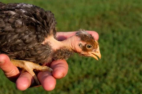 Chick in hand Foto stock