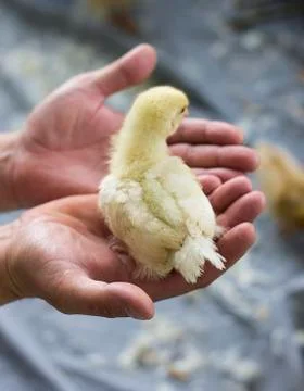 Chick on hand Stock Photos