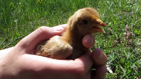 Chick in hands on nature Stock Footage 130045018