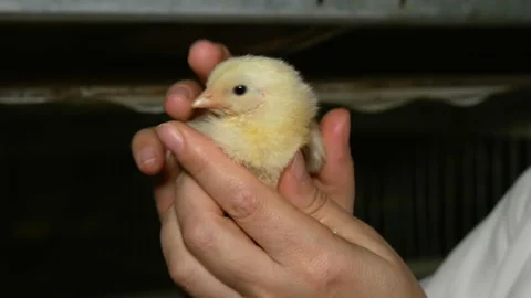 Chick in hands of poultry farm worker. Stock Footage 185419697