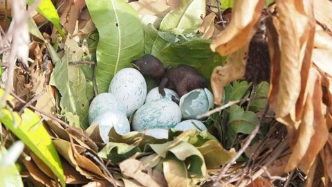 A chick has just hatched from an egg in the nest. Stock Footage 130986023
