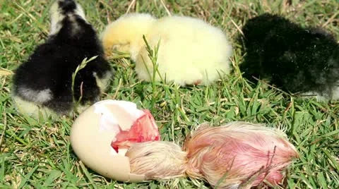 Chick hatching and one day old cihcks Stock Footage 12586177