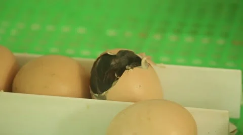 Chick hatching from an egg 1 Stock-Footage 51111486