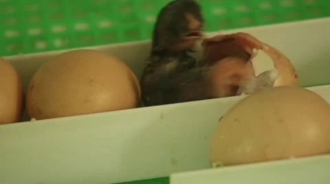 Chick hatching from an egg 2 Stock-Footage 51111493